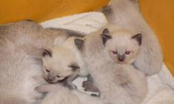 Bella and Brody are proud parents of 7 lovely Seal Point Siamese kittens they will be ready the week before Christmas.The kittens will have had there 1st shots and been wormed,Still with mom at present for at least another two weeks then they will come