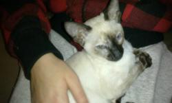 siamese kittens good with children and other pets. mom and dad on site. home raised and very well socialized and very affectionate.