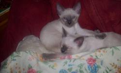 SIAMESE KITTENS Blue point, DOB Aug 29. Males left. Raised underfoot in our kitchen with children and large dogs. People loving, sweet babies, ready for forever homes by November 7, or when fully weaned. Will be dewormed and have vet check and 1st