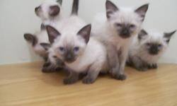 Siamese and Balinese Kittens - Registered with the American Cat Association.  Kittens recieve spay/neuter and vaccines and go to new homes with health record from our vet and registration.
Parents are available to meet.  Neuter, vaccines and registration