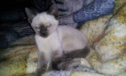 I have siamese kittens from wedge faced registered parents. these kittens are for pets only and will not come with papers. very social, litter trained. come with first shots and deworming. ready to go. I have been raising siamese for 5 yrs and have had