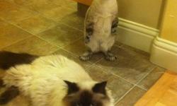 Beautiful sweet cats to the Right home.
Ideal for an older couple looking for companship.
Lil Girl is Special? Siberian Ragdoll x born 7/22/2010 without front paws.
She is Rare but needs no special care. Extremely loving and affectionate with