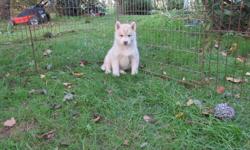 Siberian Husky pup available now for her new home. Fat, healthy, and heavy boned. Dewormed, first vaccinations and first treatment of Advantage Multi. Please contact to make appointment for viewing. One red/white femlae . Next litter is due  this coming