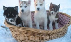 Purebred Siberian Husky puppies for sale to a good home. Kolo's Kennel has been breeding top quality Siberian Huskies for over 23 years. We have four puppies currently available. One black & white female with blue eyes; one red & white male with blue