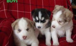 We have 5 adorable siberian husky pups ready to go to their new homes after January 15, 2012. 3 males and 2 females are available. Black&white boy has bi-colored eyes, the other two - blue; girl on the left has blue eyes, the other one-grey for now.