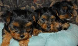 Beautiful Small Yorkie puppies ready to go soon. Approx 3-6lbs. . Tales docked, dew claw removed, first shots and dewormed $800 for female, $700 for male. Pick your puppy before there all sold. 2 girls and 1 boy. Pictures to follow
thanks
519-738-3035