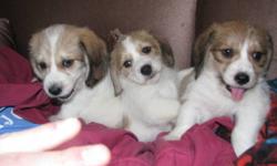 Beaglons, we have warm, fuzzy personalities. The bichon crossed with the beagle make a great companion dog. We will be a medium sized dog, able to keep up outside for a jog or glad to ride the couch with you. We have had our first shots and deworming. Our