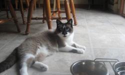 Mother (Siamese) & Son (Snowshoe-born '07) need a loving home.  Both cats fixed and have been indoor cats only.  Well-behaved, friendly cats, like to be part of the family.  Would not do well in a home with other cats/dogs. Do NOT want to seperate them.
