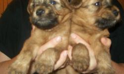 We have 2 male Wheaten puppies ready to go the start of the new year! They are non-shedding, ckc registered, de-wormed, micro-chipped, 1st needles and vet checked. These puppies are looking for a forever home!