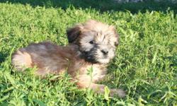 I have beautiful CKC registered Wheaten puppies that are nonshedding, medium sized dogs. They are vet checked and come with their first shots, deworming and microchip. Puppies are sold under a pet contract. Wheatens are great playful additions to every