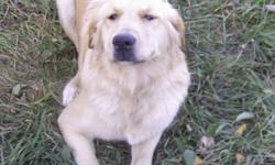 SOLD - THANK YOU TO ALL WHO EMAILED ABOUT MOLLY!
Eight month old female Golden Retriever x Golden Lab free to a good home.  "Molly" is house trained.  She is very friendly and energetic and loves to run and play.  She loves kids but is a little too lively