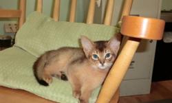 Kittens raised underfoot. Litter registered with the Canadian Cat Association. We have retired adults and kittens available. Inquire by email or phone. We are currently located in Dartmouth, NS.