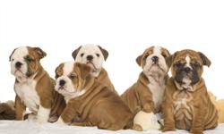 CKC ENGLISH BULLDOG PUPPIES  FOR SALE
      AMAZING Bulldog puppies  for  sale. All raised  under  foot in our  home  -socialized  and  with  Champion bloodlines. These  puppies are   beautiful  and  have  the  famous  Mervanders  bloodline   - one  year