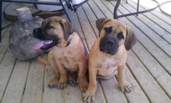 We have one male and one female South African Boerboel puppy for sale. bolth are fixed and have current shots. They are very sweet with excellent disposition, but will be very large as adults. For more information please contact us.