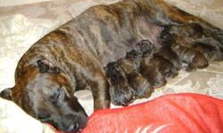 Spanish Mastiff puppies. ukc reg will be ready Oct 31st. Put your deposits down now !!. $1000-1500. 1 male and 5 females
available. Excellent bloodlines.Mother is from Spain and father is from the Canary Islands. For more pictures or any info plz
email or