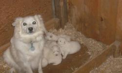 I have 5 Spitz puppies for sale. They were born on the 28th of Sept. so they will be ready to go on Nov.23rd. There is 2 females and 1 male left. Very nice dogs, super friendly and playful. Asking $200. Please call 519-393-8049.