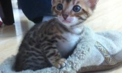 Offering a Bengal girl kitten ready to go to her new home around the beginning of Nov. TICA registered, vaccinated, health/replacement guarantee, 6 weeks health insurance, microchipped, parents health tested yearly. Bengals are highly intelligent,