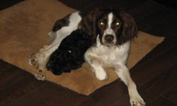 10 month old male Springer Spaniel.  All shots are up to date.  Neutered.  Great with other dogs, cats and children.  
Just not finding the time to give him the attention he needs.
Crate trained. 
Crate available for $50.00 if needed
$350 OBO
905-401-2124