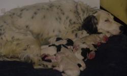 We are happy to announce that we have 9 puppies who will be ready to go to their new homes as of Jan 30th, 2012.
the mother is a springer/ english setter cross, and has the gorgeous markings of the english setter, the father is a purebred Springer