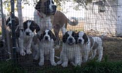 I got purebred St. Benard pups,parents are akc registered,pups are vet checked and vaccinated,all ready to go for $600.00 each call me 519-999-9978