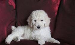 Standard Poodle puppies; six little gems, bright and sparkly! Love people, attention, cuddles, and kids. Imprinted, first shots, deworming, tails docked, family raised. All are ready to brighten up your life: come and see our jewels!
      Meet :