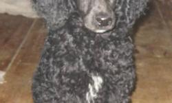 i have a litter of 5 Standard poodle pups my number is 613-476-9196 call as sometimes kijiji emails do not come to me or it says this add is no longer available if this add is here my pups are here. I have 1 chocolate male,in the black i have 2 males and