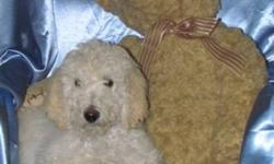 Standard Poodle Puppies
Two adorable, lovable, snuggly, little Poodle puppies. They love people, cuddles and kids. They have been imprinted, and they have had their first two vaccinations, and tails docked. They sleep through the night from 10pm to 7am.