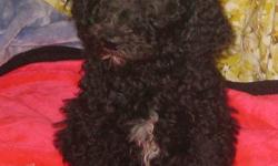 i have a litter of 7 Standard poodle pups my number is 613-476-9196 call as sometimes kijiji emails do not come to me or it says this add is no longer available if this add is here my pups are here. I have 2 chocolate females 1 chocolate male,in the black