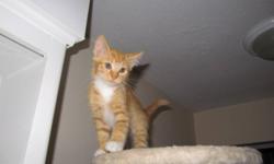 Sunny Tiger the 9-week-old, litter-trained Kitten is handsome and adorable
He is named Tiger because he looks like a miniature version of a real tiger!
He is Orange with subtle lovely stripes,white body and white paws.
Friendly,Affectionate,Playful
Vet