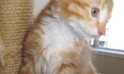 Gorgeous Tiger the kitten is the SUN Light of your DAILY LIFE
He is a lovable,loving and friendly 10-week-old kitten
He is vet checked, robustly healthy and affectionate
Adoption fee is $95
OPEN to BEST OFFER