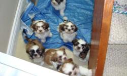 SUPER CUTE AND READY TO GO MALSHIS
 
We have 1 boys and 2 girls, all are pee pad training and can go to thier new homes after December 8.
Malshis are a cross between a Maltese and a Shih Tzu.
They will grow to approx 10 pounds 
They have been raised in