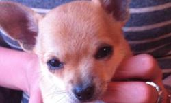 Sweet affectionate 9 week old registered Chihuahua puppies for sale
2 males, one black and one fawn,
1 fawn female.
Champion bloodlines and vet checked.
Parents are healthy and good natured. Full grown weight is 4-5lbs
CKC registered, microchipped,