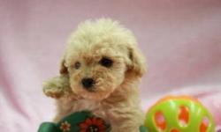 Super Sweet Tiny Tea-cup POODLE Puppies for sale now, ready to go to new loving homes this week. Adult size between 3-3.5 lbs ,stay tiny.
Feeding puppy food right now, health checked by vet, come with first puppy shot and dewormings.
Health guaranteed!