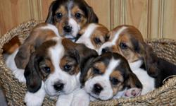 SWEET ADORABLE BEAGLE PUPPIES!
They will be vet checked, have their first shots and be dewormed when they are ready to go. Ready to go on January 21st, 2012. Asking $450 for the females and $475 for the male. A $100 down payment will hold the puppy of