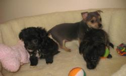 Our 4,7 lbs Chihuahua female and our friends white toy poodle had an adorable litter.
Those adorable puppies were born on July 18, 2011
There are 2 males and only 1 female
The female is black with tan highlights; she has a soft and curly fur;
she has more