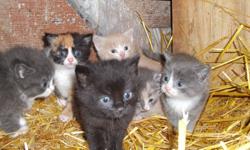 Kittens for sale.
$20 each
Would make great family pets, or mousers, and just in time for Christmas!
Mother is excellent mouser, Kittens Love people!!