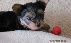 Yorkie Female- 10 weeks old, 2lbs, sweet and spunky. Come and meet the family (mom Cocoa, dad Buddy, and baby Cinder).She is one of their first litter. She has had the Vet Check and Homeopathic Nosode Immunization for Parvo, Rabies, Distemper, and Tetnus