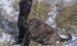 Dutch Shepherd puppies Ready for their new homes,  They are vet checked, First Shots,  dewormed.  Parents on site, Both females and Males Available.
 
 
 
Please contact us, if you have any questons or would like to visit
Wes- 226-567-1764