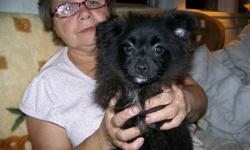Her name is Vixen. She is a pomeranian. She is friendly, playful, and cuddly. She has her first shots, is dewormed and vet checked. If you think she could become a loved member of your family please call 780-978-4841.