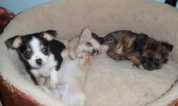 Beautiful purebred teacup chihuahua's mother and father both wiegh 4 pounds short hair. pictures available upon request 1 female short haired black and white  , 1 male long haired brown ,1 white and tan SOLD,  serious inquiries only please, asking 600for