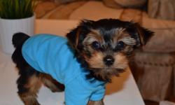 Male Yorkie pups
Only 1.8 Pounds now!
They will mature to be 3.5-5 pounds
Vet certified, 1st vaccinations, de-wormed 2x
Playful, affectionate, full of energy, healthy and very well socialized.
Puppies go home with health guarantees and goody bag.
Our