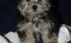 Tiny male, 10 weeks old.  Both parents are purebred and under 4lbs.  This little boy is ready to be rehomed, is vet checked, has his first set of vaccinations and comes with a one year health guarantee.  He has the teddy bear look of the Yorkie and the