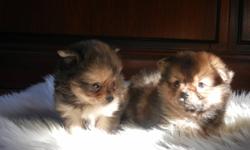 Beautiful teacup  pomeranian puppy.
Male, small with lots of fur, will be vaccinated, dewormed, vet checked,
See father on last picture.
Ready to leave for their new home.
contact us for a visit; (519) 240 4760
We are looking for a good home before the