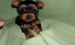 Teacup + Tiny Toy Yorkie Puppies
 
Gorgeous batch of 5 yorkie puppies from 2 different litters. Small litters mean small parents = small puppies. They are AMAZING pups and are just waiting to cuddle in your arms. They have amazing temperaments, are very