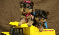 The pups are raised in a family home. The tails have been docked and dew claws removed. The pups been vet checked and had first shots. They have micro-chipped for registration for the Canadian Kennel Club. The pups have very nice temperament. The male is