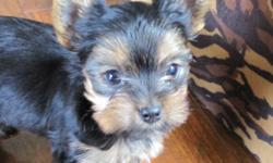 ADORABLE TINY TEACUP CKC REGISTERED YORKSHIRE TERRIER PUPPIES.  HEALTHY HAPPY GIRLS RAISED IN HOME UNDERFOOT WITH LOVE! 
THESE BABIES COME WITH 6 WEEKS FREE PET INSURANCE FOR VETERINARY COSTS COVERING ACCIDENT, INJURY OR ILLNESS UP TO $750.00
WILL BE