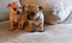 The puppies are ready to be re-homed.
Vet checked, dewormed and 1st shots.
They are so cute, very friendly & pee pad trained. Very enjoyable companions.
Parents have very good temperement and very playful. they are both under 5lbs.
Contact us for further