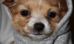 THE BEST CHI PUPPY IN ONTARIO
WE HAVE ONLY 2 LITTLE GIRLS  THEY COME WITH
SHOTS, DE WORMING, FOOD, TOY, BED, AND MORE. YOU JUST NEED TO HAVE THE LOVE.
THESE PUPS ARE REGISTERED AND ARE OF THE BEST BLOODLINES AND ARE STRONG HAPPY HEALTHY PUPPIES.