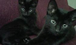 **Still looking for homes!!***
Two adorable black kittens showed up at our door step one rainy Friday night starved and scared. We brought them in and cared for them. They are now healthy and very happy!
We have a boy and a girl approx. 16 weeks old who