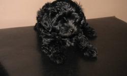 Tiny toy poodle/terrier cross puppies for sale.  2 males, 2 females.
 
Mother is Terrier cross weighing 6 1/2 lbs.
Father is Tiny Toy Poodle weighing 4 lbs.
 
(1) Tan & (1) black male
(2) black females